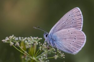 Humane Pest Control: Evicting Unwanted Guests Without Harm