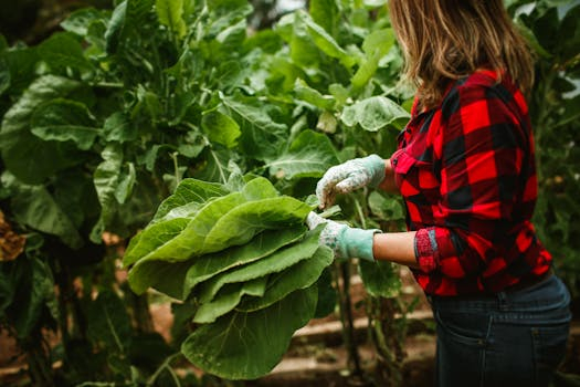 Community Gardens: Growing More Than Just Vegetables