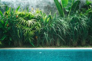 The Mosquito Menace: Creating a Bite-Free Backyard Oasis